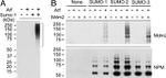 NPM1 Antibody in Western Blot (WB)