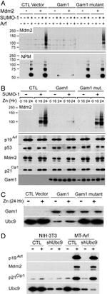 NPM1 Antibody in Western Blot (WB)