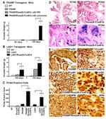 NPM1 Antibody in Immunohistochemistry (IHC)