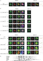 NPM1 Antibody in Immunocytochemistry (ICC/IF)