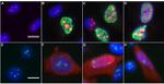 NPM1 Antibody in Immunocytochemistry (ICC/IF)