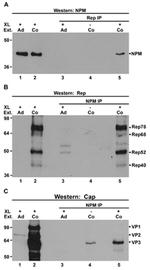 NPM1 Antibody in Western Blot, Immunoprecipitation (WB, IP)
