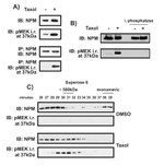 NPM1 Antibody in Western Blot (WB)