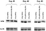 NPM1 Antibody in Western Blot (WB)