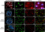 NPM1 Antibody in Immunocytochemistry (ICC/IF)