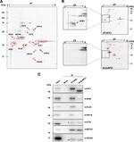 NPM1 Antibody in Western Blot (WB)