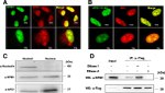 NPM1 Antibody in Western Blot, Immunocytochemistry (WB, ICC/IF)