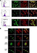 NPM1 Antibody in Immunocytochemistry (ICC/IF)