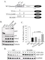NPM1 Antibody in Western Blot (WB)