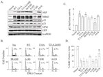 NPM1 Antibody in Western Blot (WB)