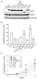 NPM1 Antibody in Western Blot (WB)
