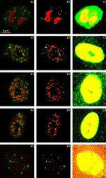 NPM1 Antibody in Immunocytochemistry (ICC/IF)