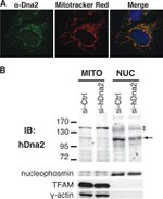 NPM1 Antibody in Western Blot (WB)