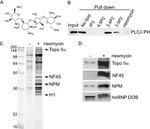 NPM1 Antibody in Western Blot (WB)