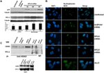 NPM1 Antibody in Immunocytochemistry (ICC/IF)