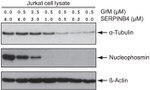 NPM1 Antibody in Western Blot (WB)
