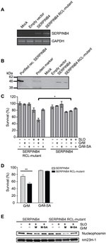 NPM1 Antibody in Western Blot (WB)