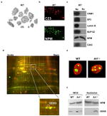 NPM1 Antibody in Western Blot, Immunocytochemistry (WB, ICC/IF)