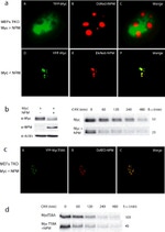 NPM1 Antibody in Western Blot (WB)