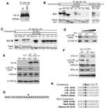 NPM1 Antibody in Western Blot (WB)