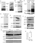 NPM1 Antibody in Western Blot (WB)