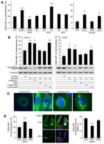 NPM1 Antibody in Western Blot (WB)