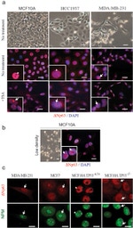 NPM1 Antibody in Immunocytochemistry (ICC/IF)
