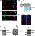 NPM1 Antibody in Western Blot, Immunocytochemistry (WB, ICC/IF)