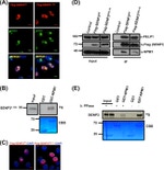 NPM1 Antibody in Western Blot (WB)