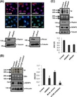 NPM1 Antibody in Immunocytochemistry (ICC/IF)