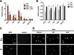 NPM1 Antibody in Immunocytochemistry (ICC/IF)