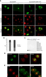 NPM1 Antibody in Immunocytochemistry (ICC/IF)