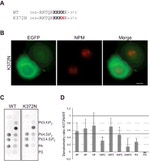 NPM1 Antibody in Immunocytochemistry (ICC/IF)