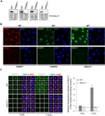NPM1 Antibody in Immunocytochemistry (ICC/IF)