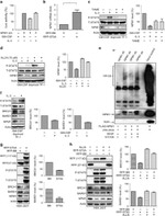 NPM1 Antibody in Western Blot, Immunoprecipitation (WB, IP)