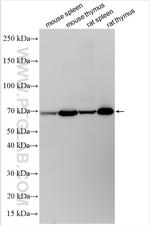 FSTL1 Antibody in Western Blot (WB)