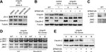 Claudin 2 Antibody in Western Blot (WB)