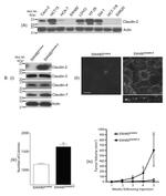 Claudin 2 Antibody in Immunohistochemistry (IHC)