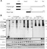 Claudin 2 Antibody in Western Blot (WB)