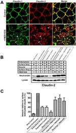Claudin 2 Antibody in Immunocytochemistry (ICC/IF)