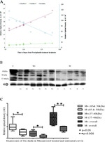 Claudin 4 Antibody in Western Blot (WB)