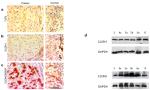 Claudin 2 Antibody in Western Blot, Immunohistochemistry (WB, IHC)