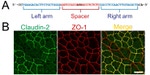 Claudin 2 Antibody in Immunocytochemistry (ICC/IF)
