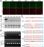 Claudin 2 Antibody in Western Blot, Immunocytochemistry (WB, ICC/IF)