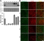 Claudin 2 Antibody in Immunocytochemistry (ICC/IF)