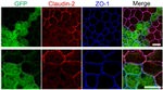 Claudin 2 Antibody in Immunocytochemistry (ICC/IF)