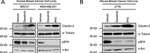 Claudin 2 Antibody in Western Blot (WB)