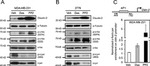 Claudin 2 Antibody in Western Blot (WB)