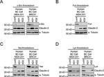 Claudin 2 Antibody in Western Blot (WB)