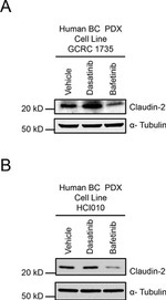 Claudin 2 Antibody in Western Blot (WB)